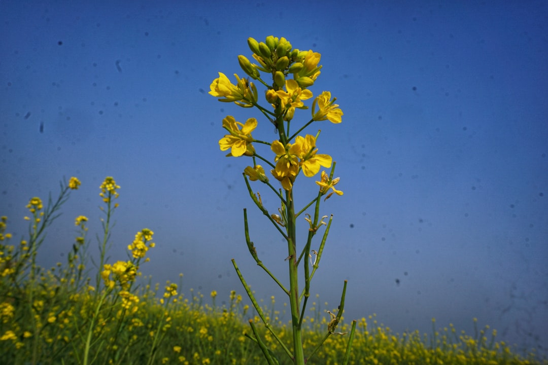 Photo mustard color