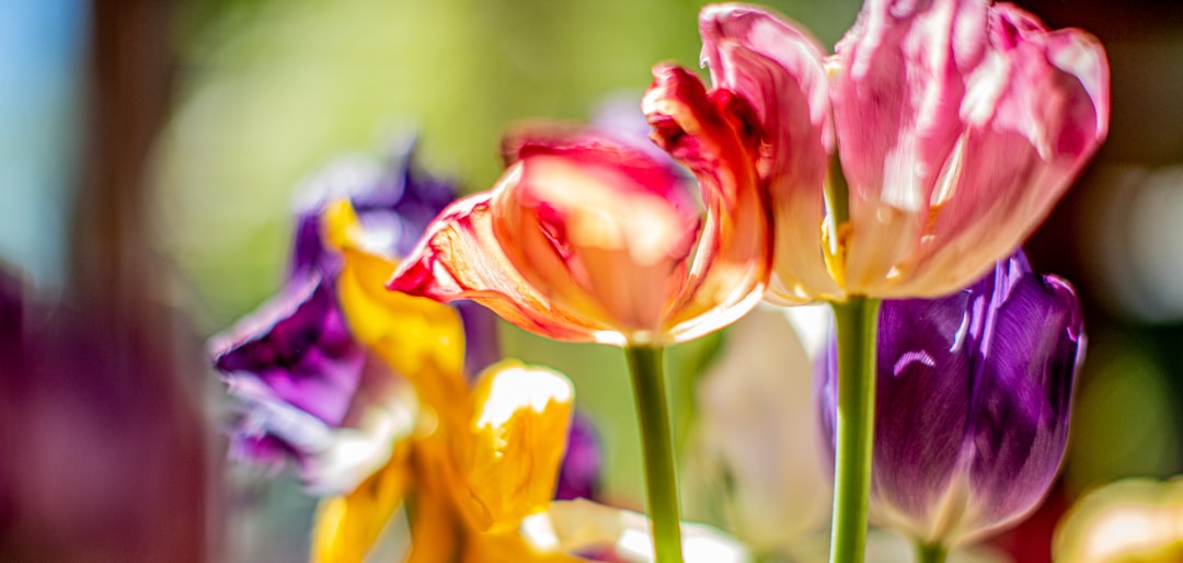 Photo combining colors