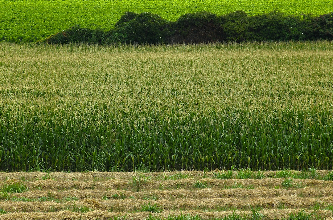 Photo green color